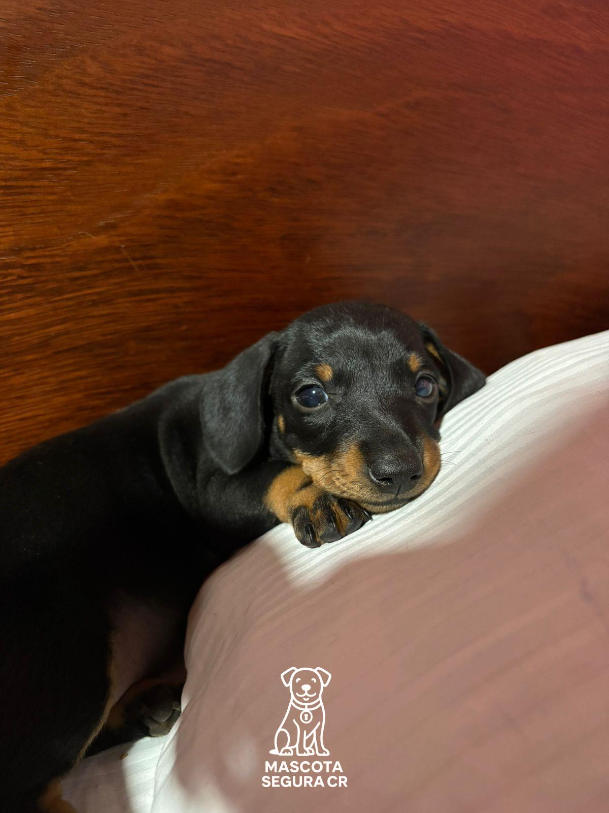 Imagen de Perrita tipo salchicha (mezcla)