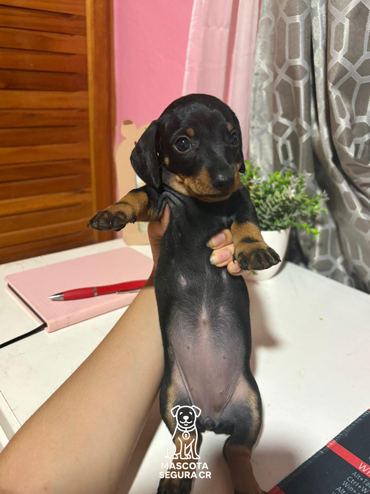 Imagen de Perrita tipo salchicha (mezcla)