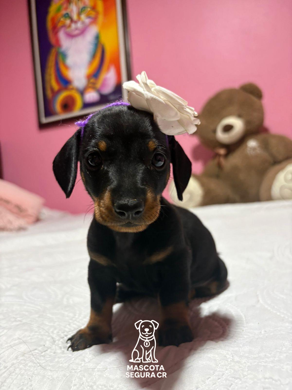 Perrita tipo salchicha (mezcla)