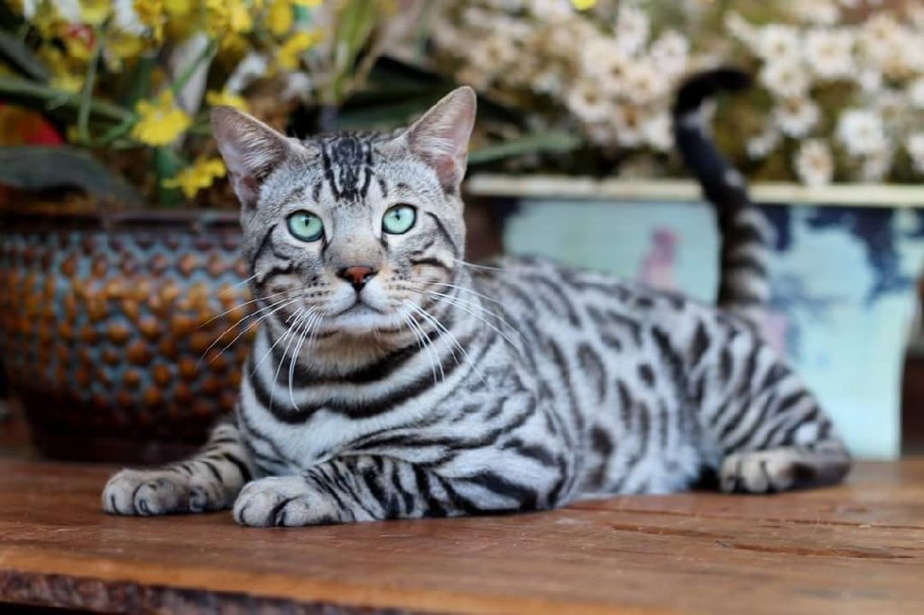 Bengal