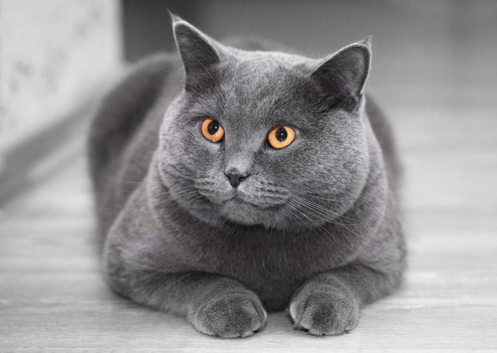 British Shorthair