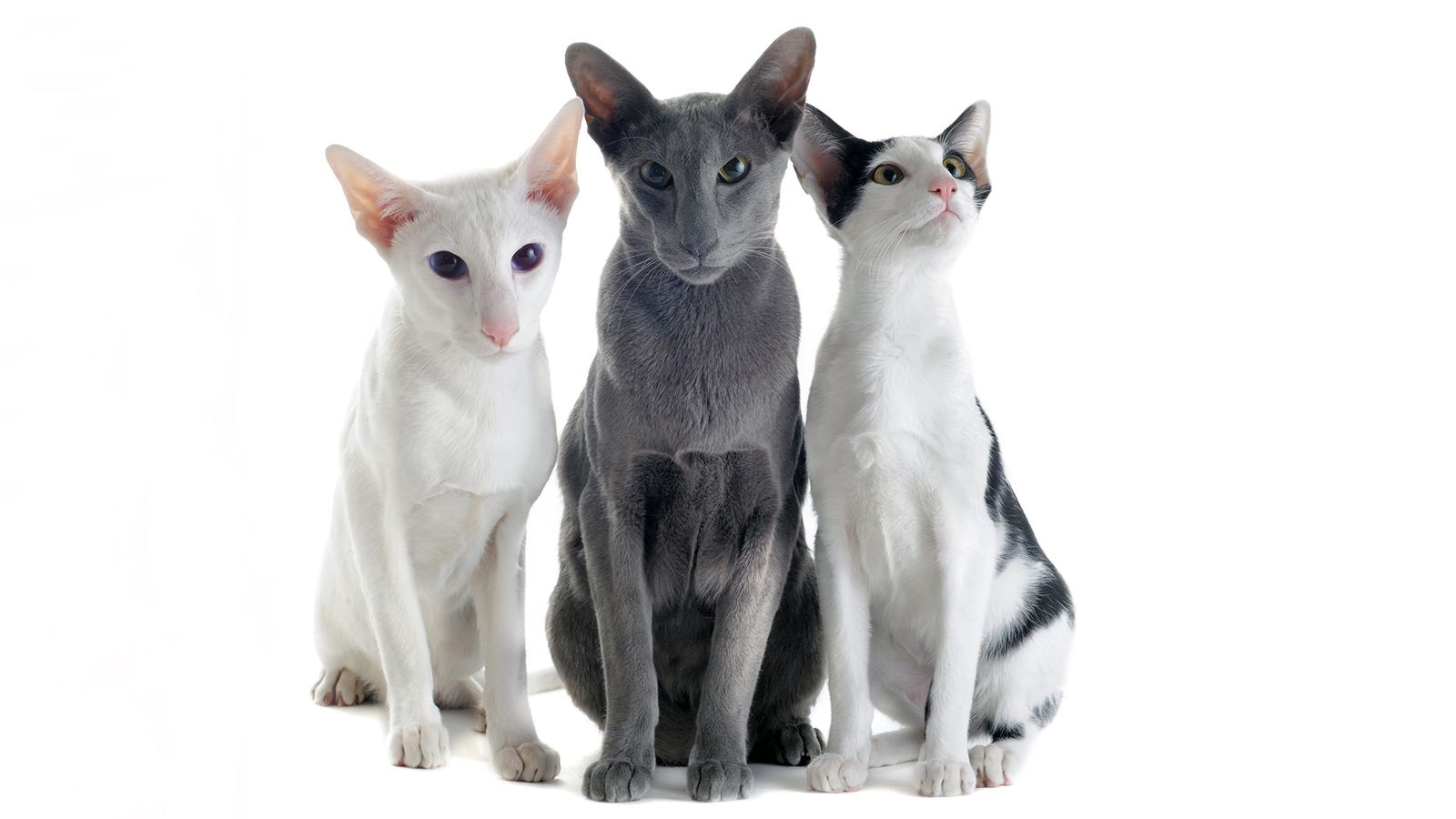 Oriental Shorthair