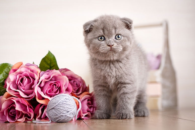 Scottish Fold