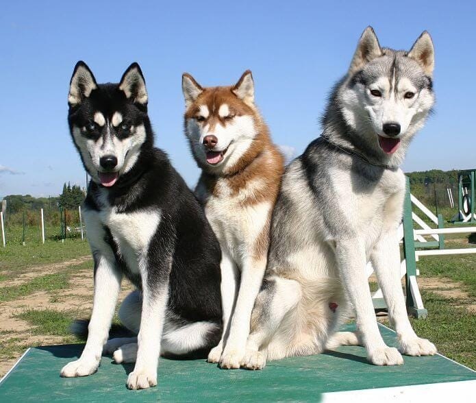 Husky Siberiano