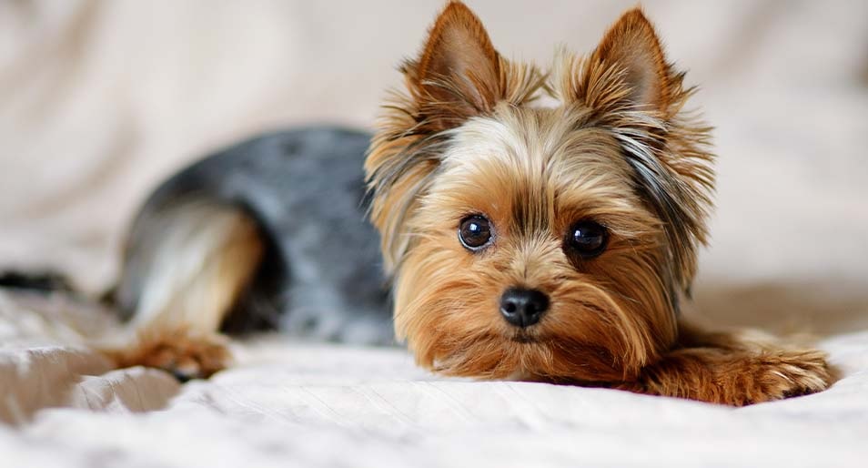 Yorkshire Terrier