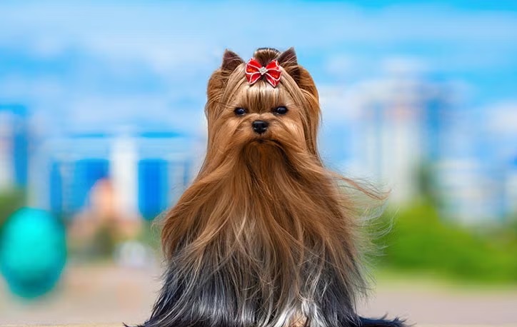 Yorkshire Terrier