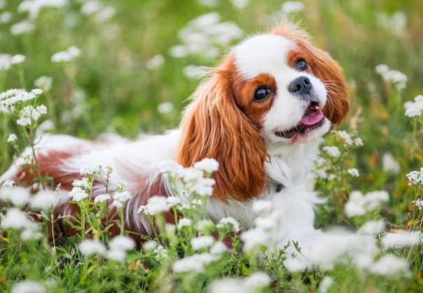 Cavalier King Charles Spaniel
