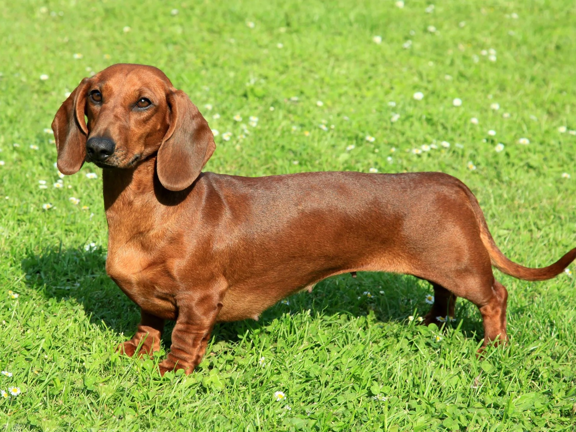 Dachshund