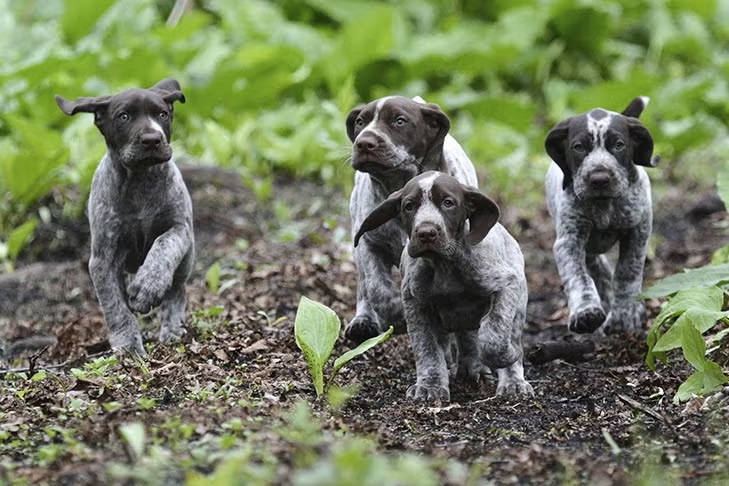 German Shorthaired Pointer