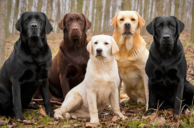 Labrador Retriever