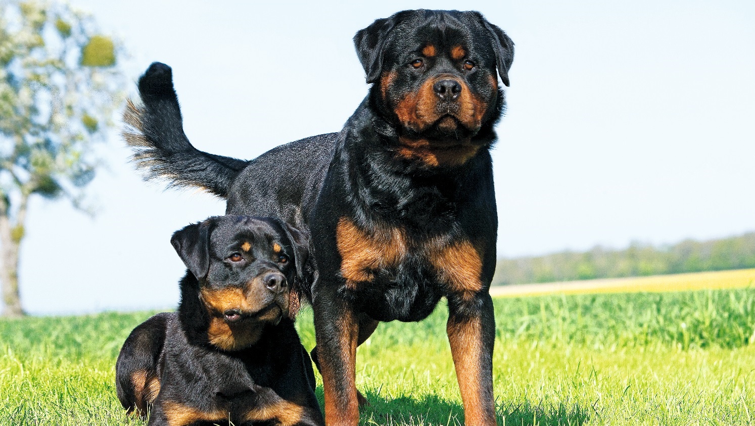 Rottweiler