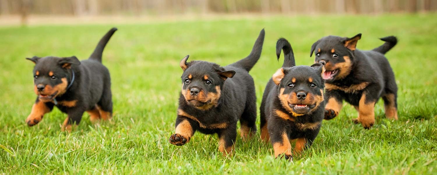 Rottweiler